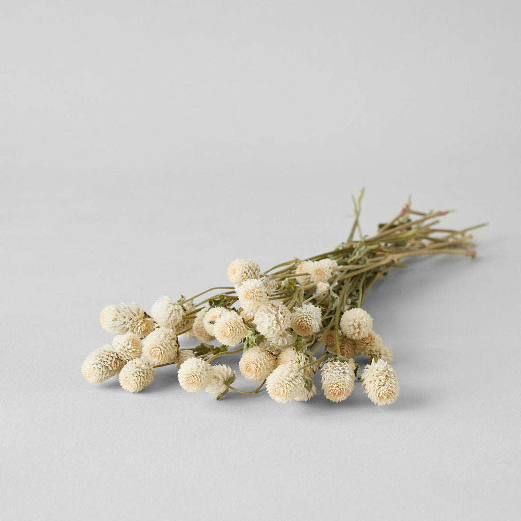 Cream Globe Amaranthus - Bloomist