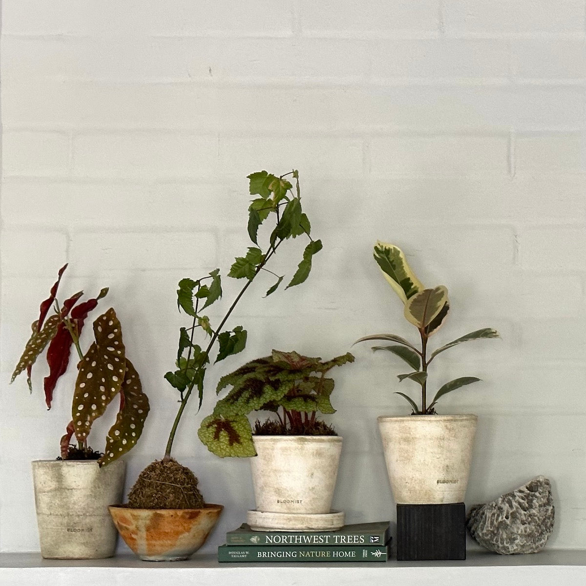 angel snake plant Angel Wings Begonia, Potted