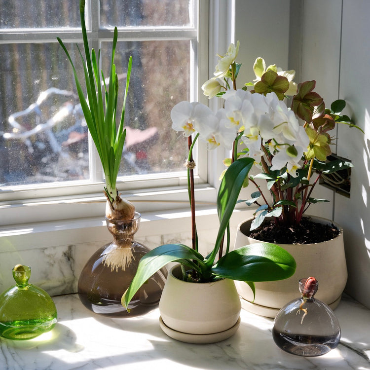 Acorn Vase - Bloomist