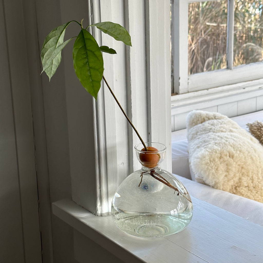 Avocado Vase - Bloomist