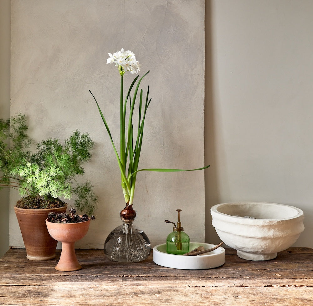 Avocado Vase | Bloomist