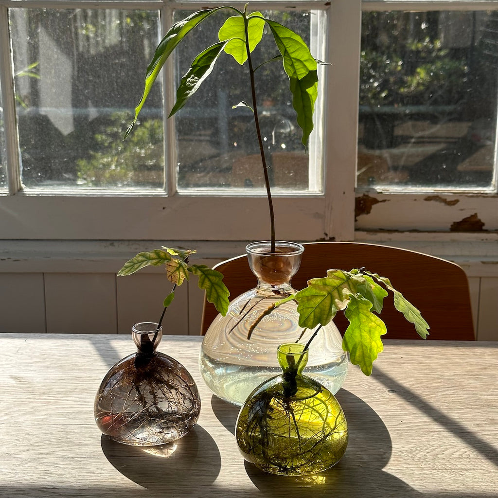 Avocado Vase - Bloomist