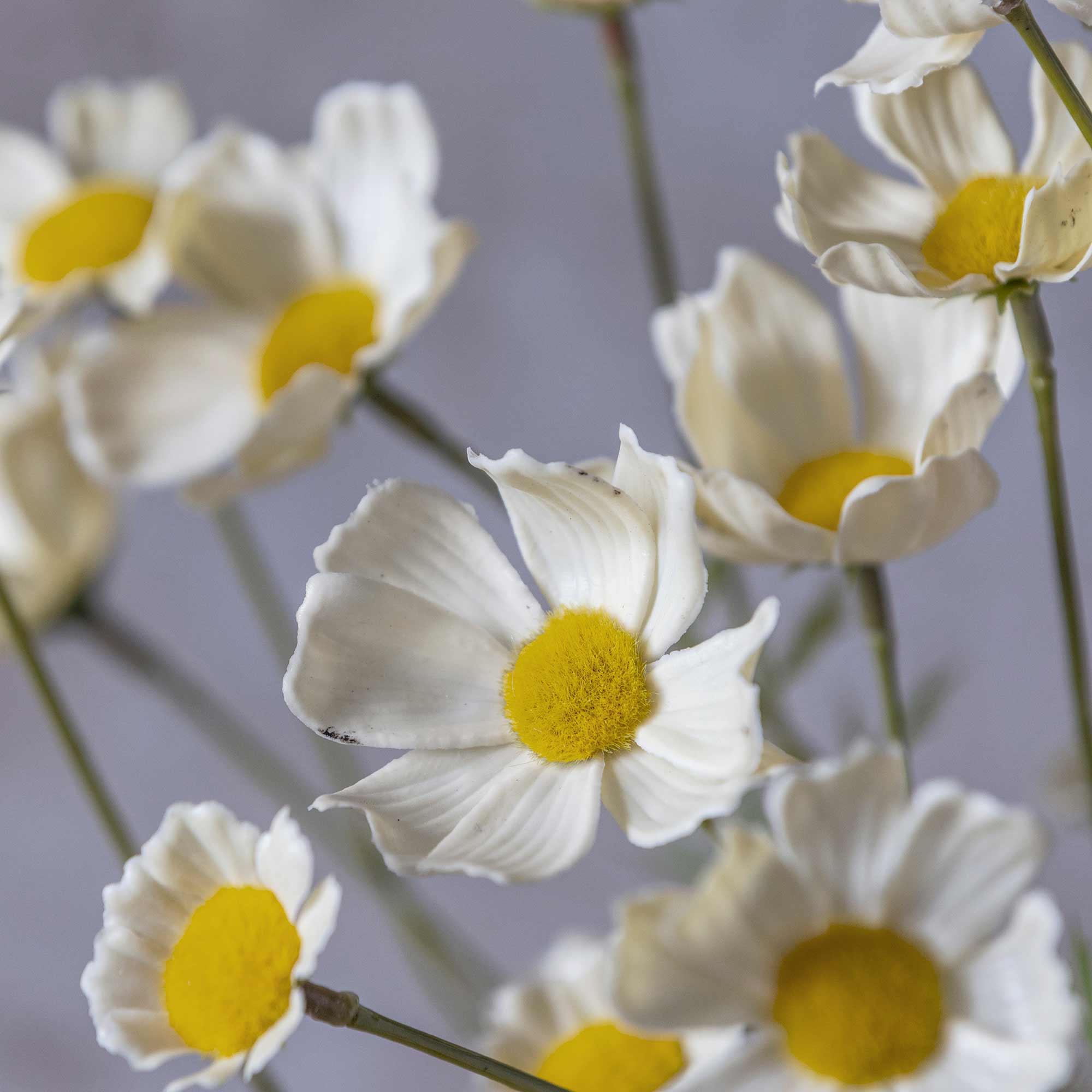 Close-up of artificial cosmos flowers with butter-yellow centers and soft white petals