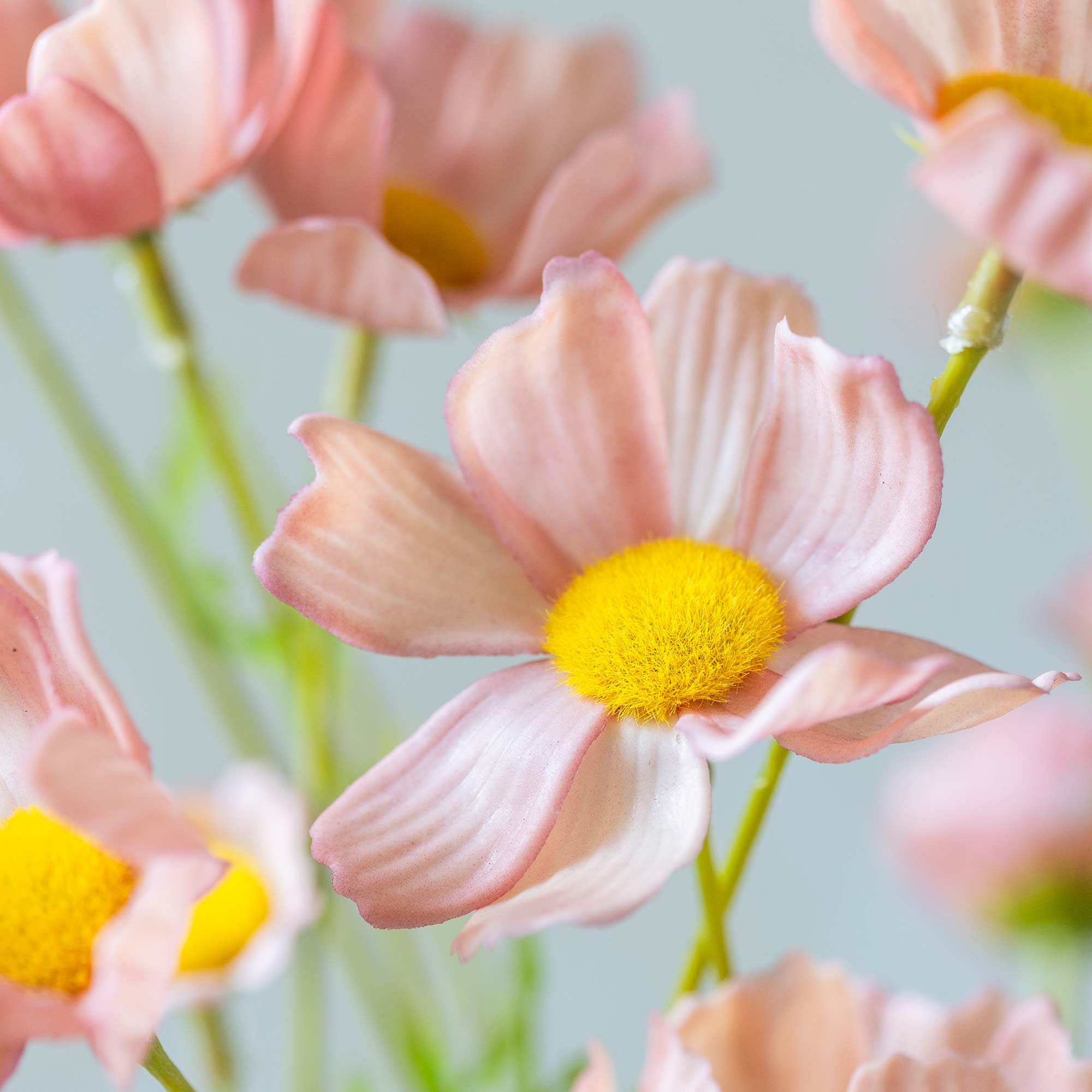 Close-up of faux cosmos flowers with yellow centers