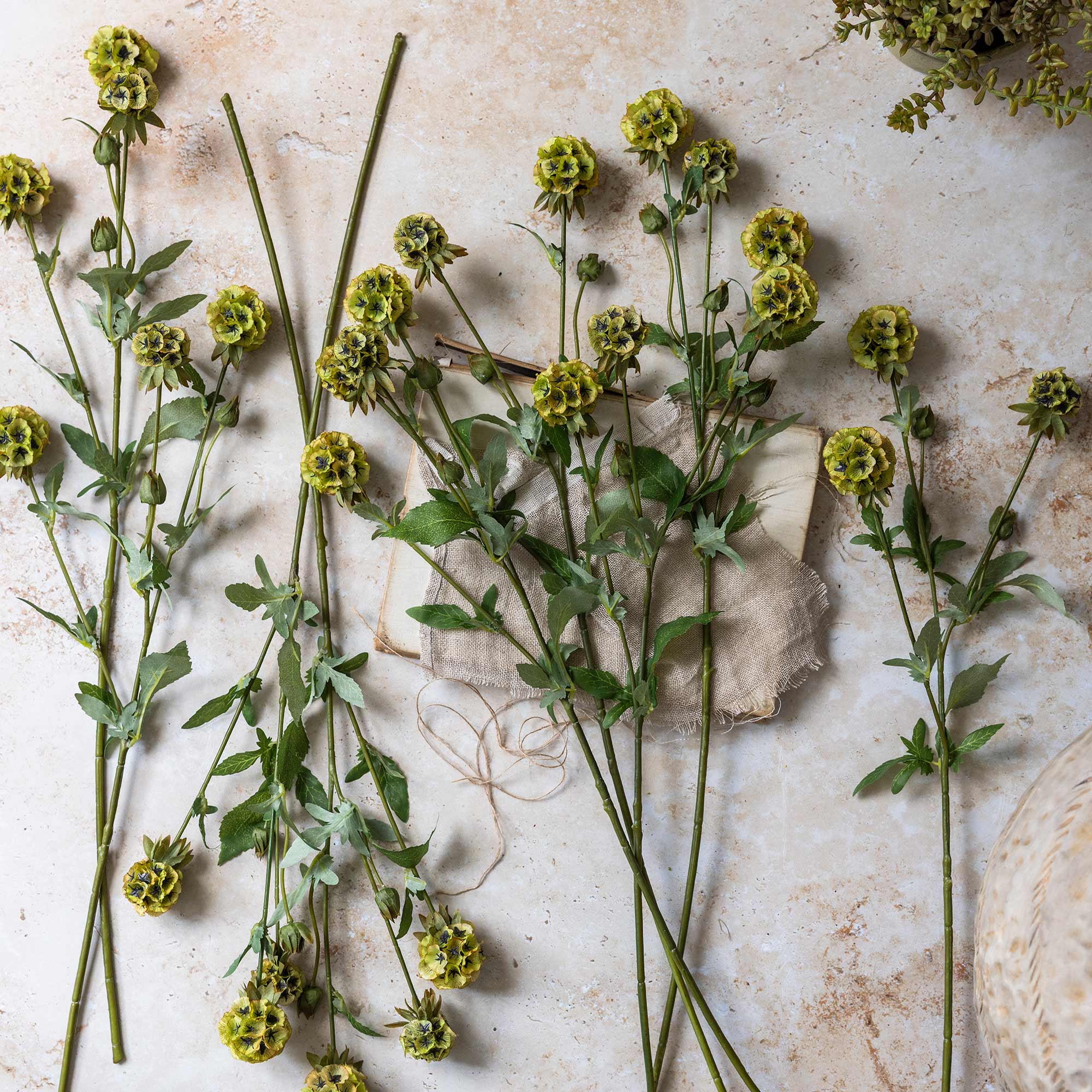 Faux starflower scabiosa showing airy, branching form