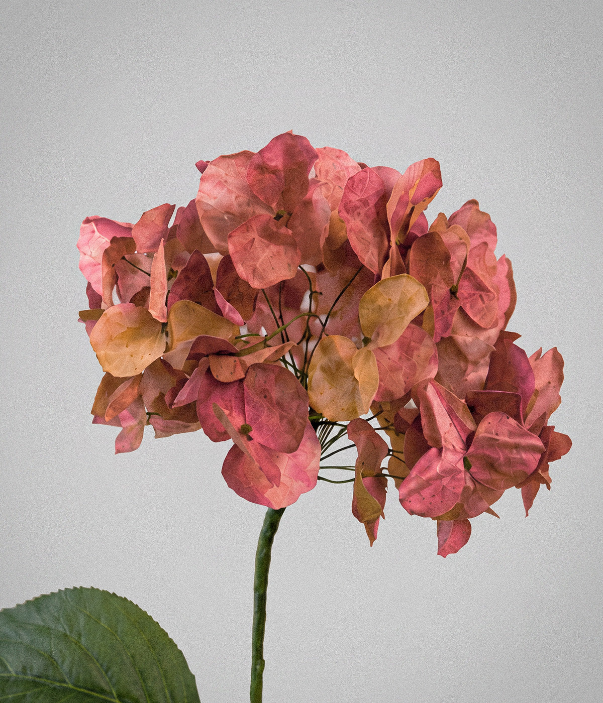 Close-up of Autumn paper hydrangea florets in faded rose, russet, muted green, and earthy brown.