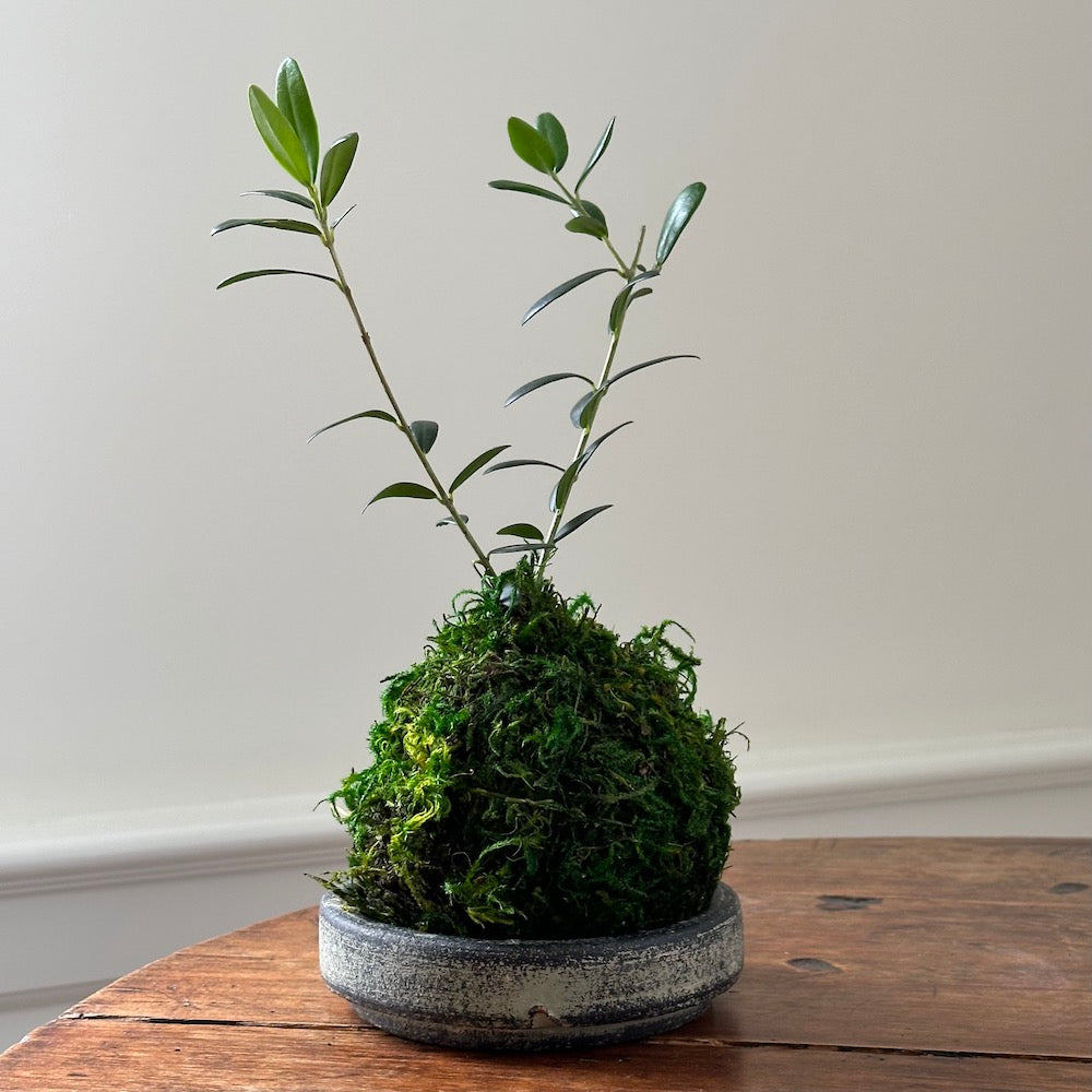 Olive Tree Kokedama - Bloomist