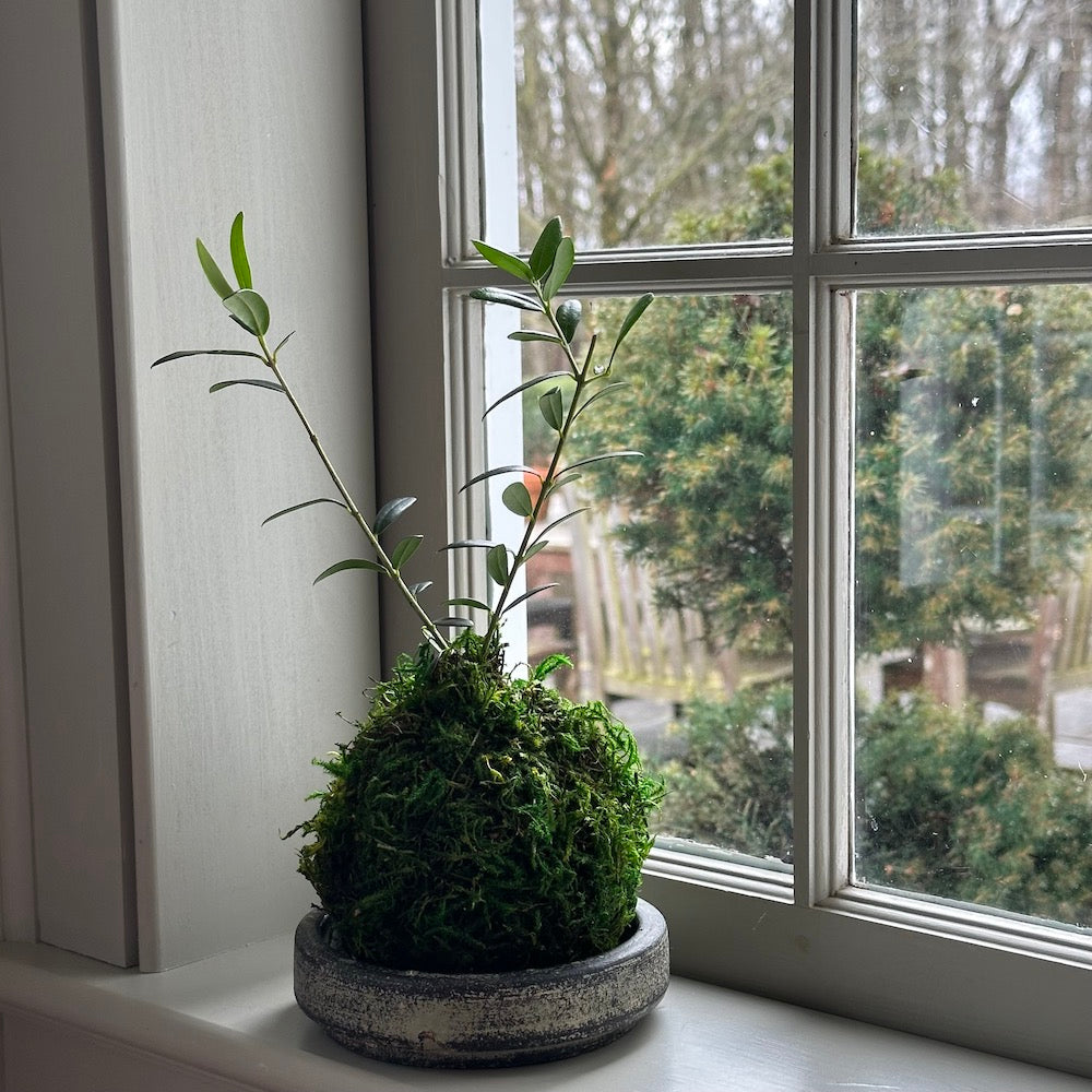 Olive Tree Kokedama - Bloomist