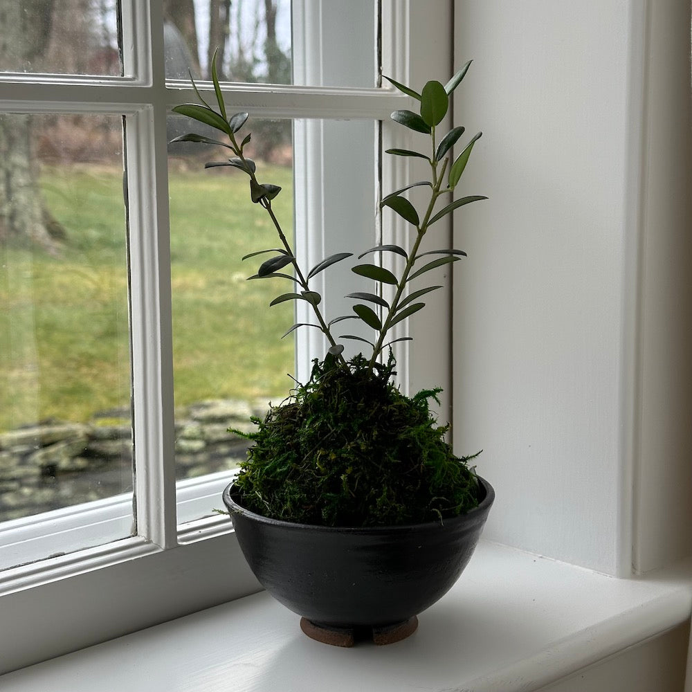 Olive Tree Kokedama - Bloomist