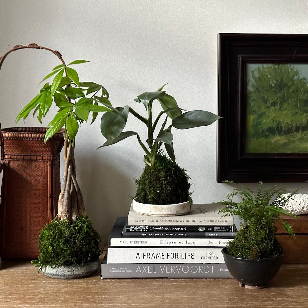 money tree vase Braided Money Tree Kokedama