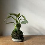 Philodendron 'Silver Sword' Kokedama - Bloomist