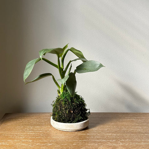 silver sword philodendron soil Silver Sword Kokedama