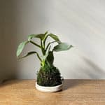 Philodendron 'Silver Sword' Kokedama - Bloomist