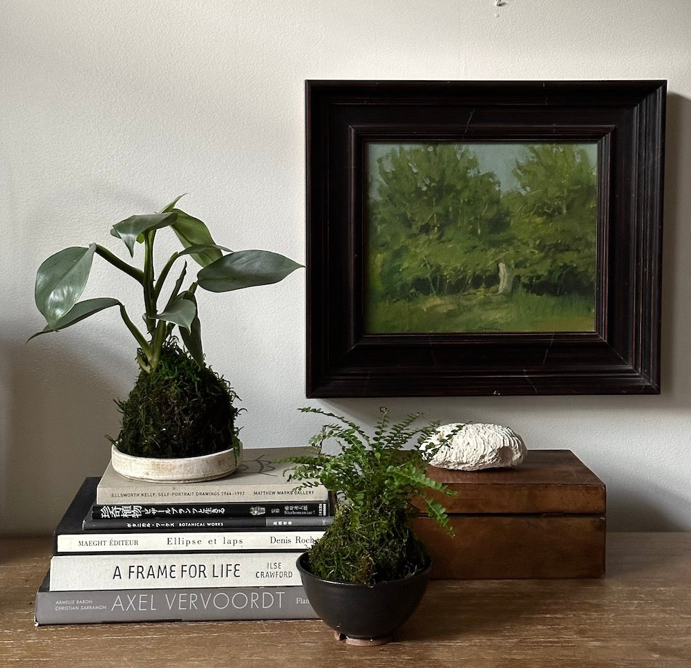 silver sword philodendron bloom Silver Sword Kokedama