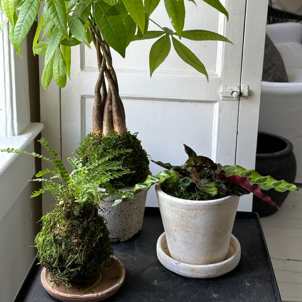 rattlesnake in potted plant Calathea Rattlesnake, Potted