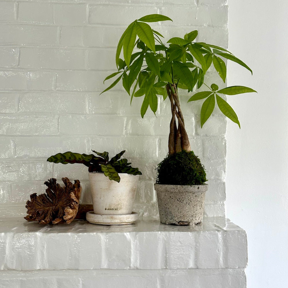 Calathea Rattlesnake, Potted