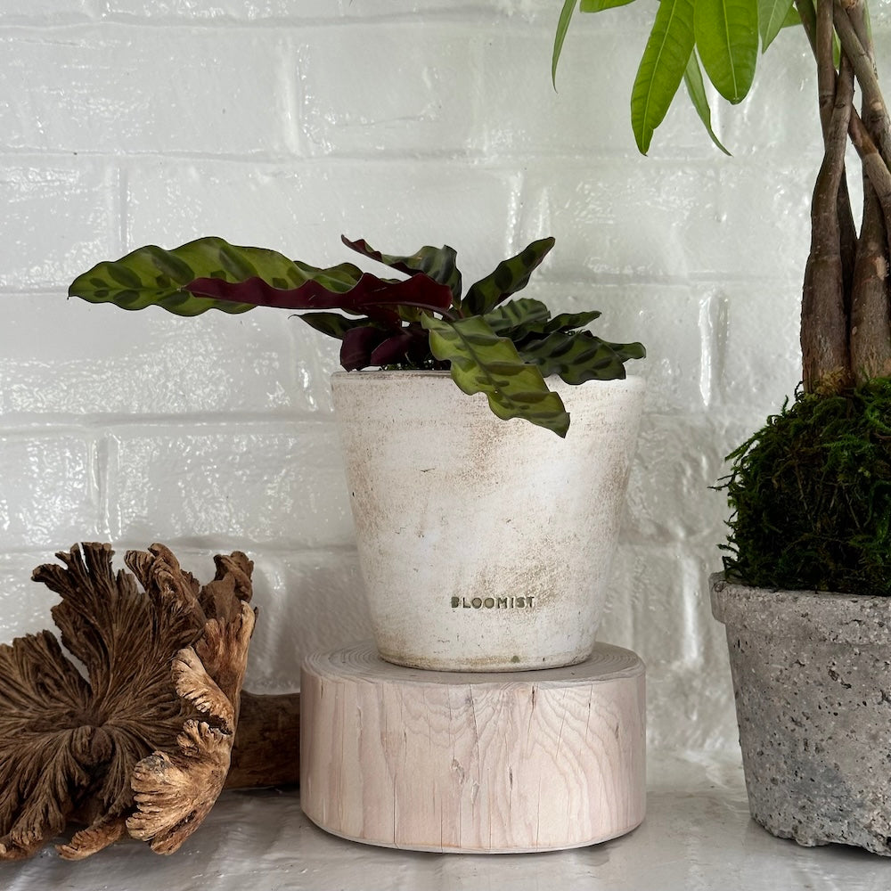 rattlesnake in potted plant Calathea Rattlesnake, Potted