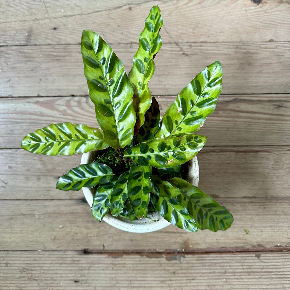 Calathea Rattlesnake, Potted