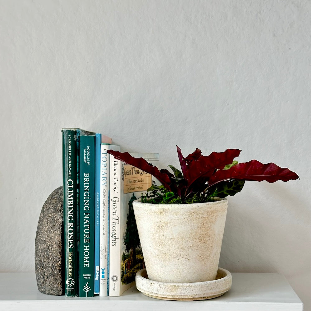 Calathea Rattlesnake, Potted