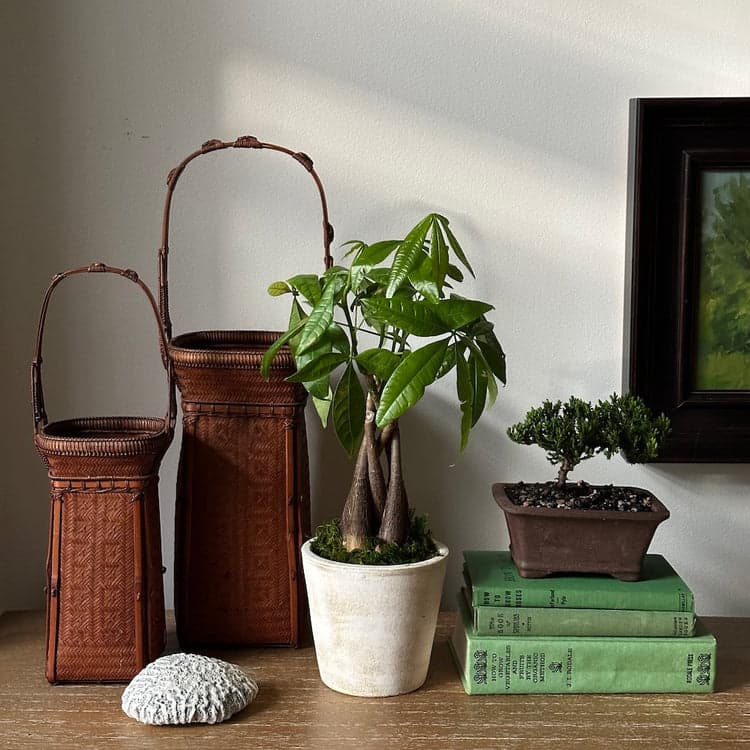 Braided Money Tree, Potted - Bloomist