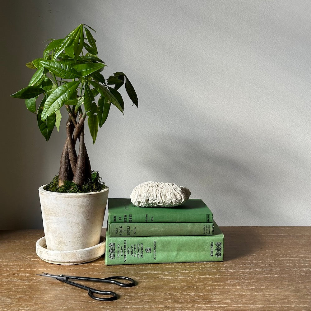 Braided Money Tree, Potted - Bloomist