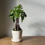 Braided Money Tree, Potted - Bloomist