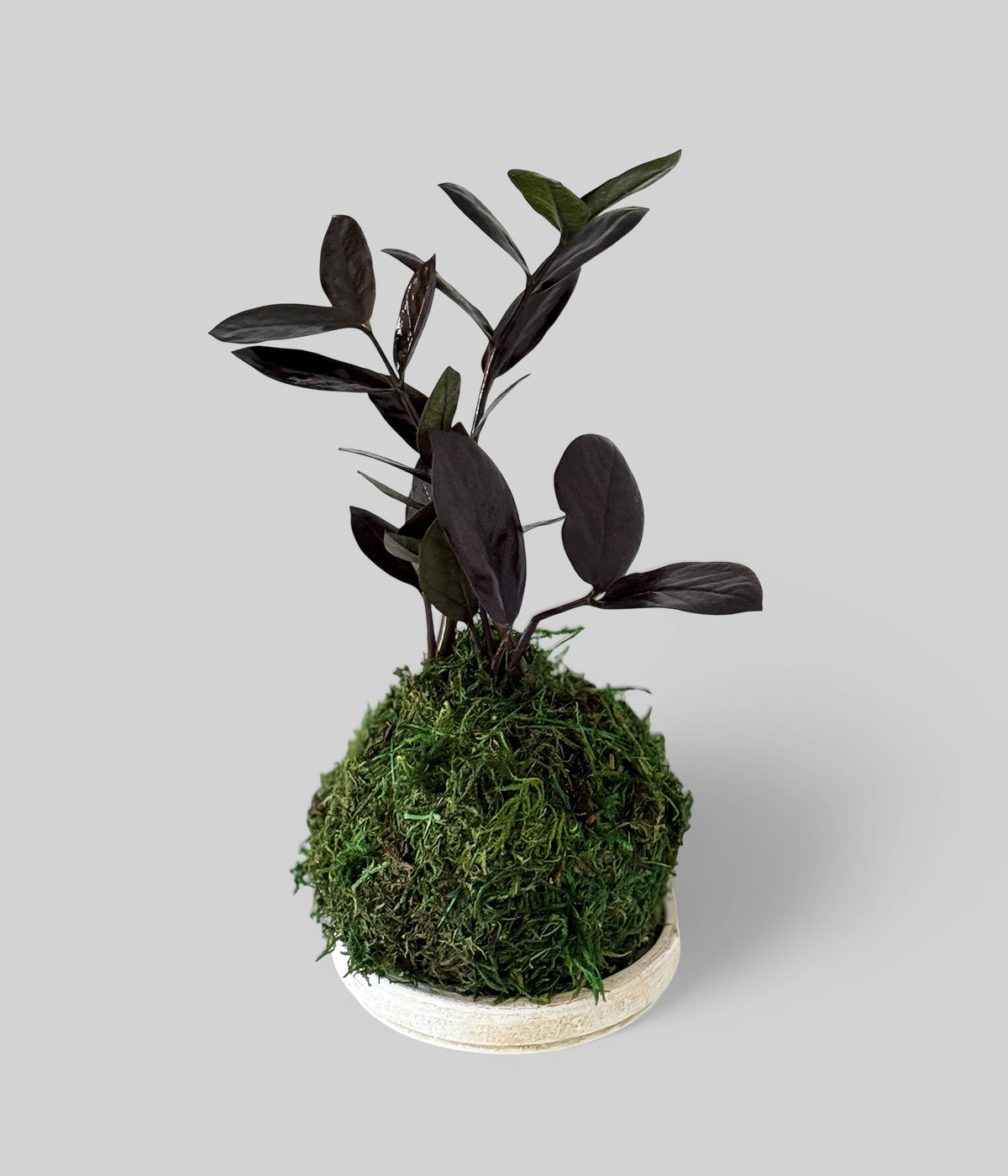 Black Raven ZZ Plant