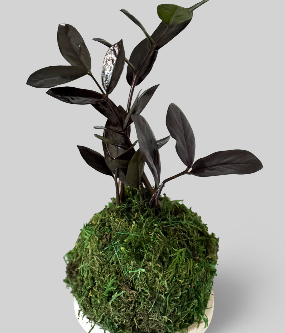 ZZ Plant Black Raven