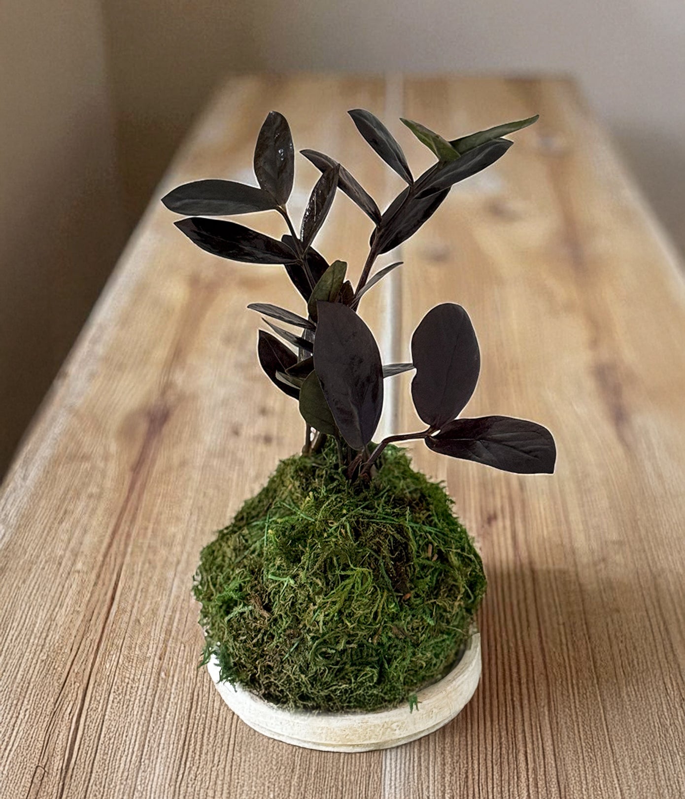 Black Raven ZZ Kokedama