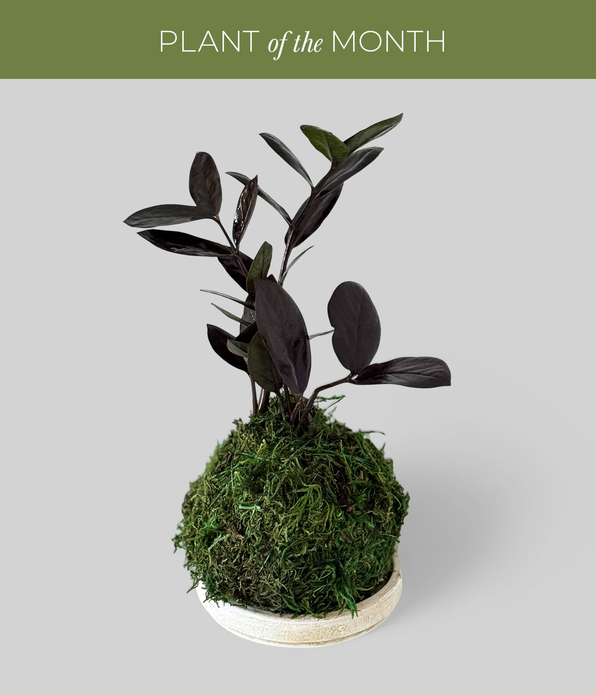 Black Raven ZZ Kokedama