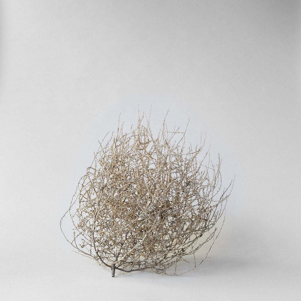 Dried Tumbleweed - Bloomist