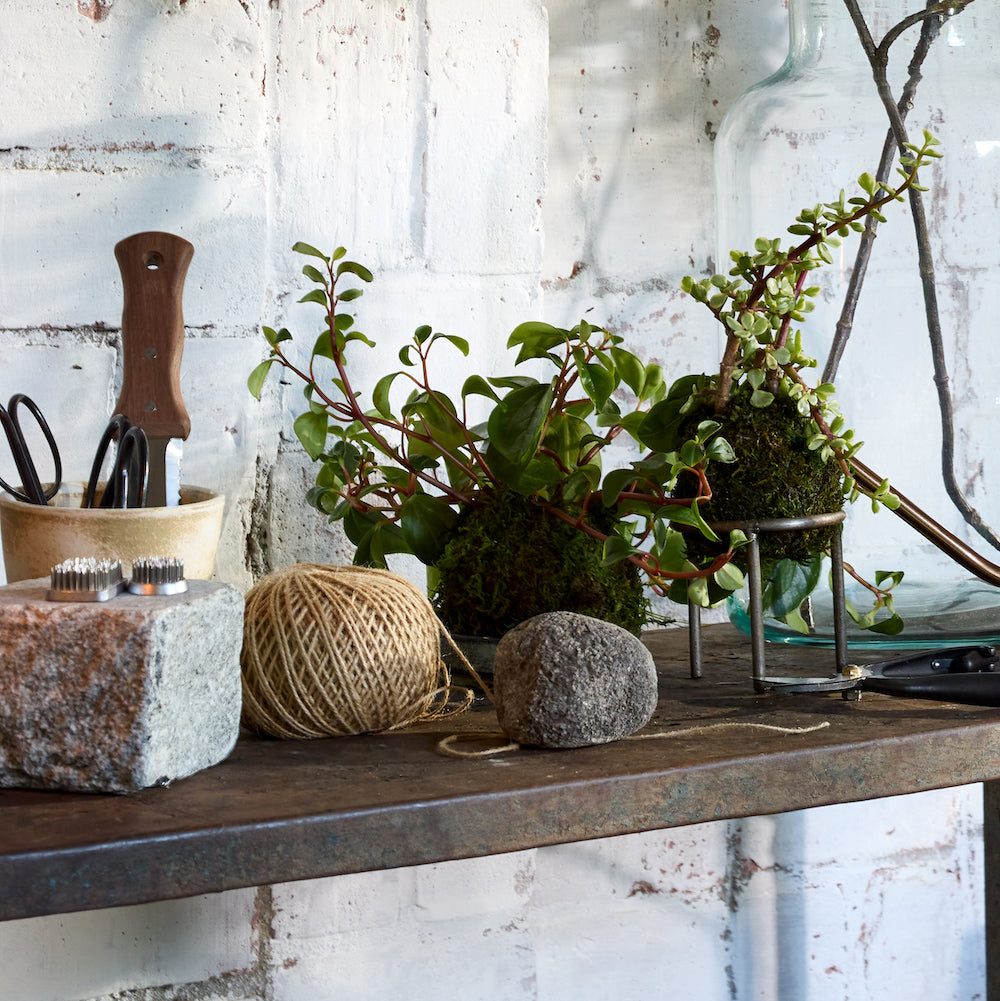 Variegated Elephant Bush Kokedama - Bloomist