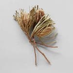 Set of Three Dried Natural Banksia - Bloomist