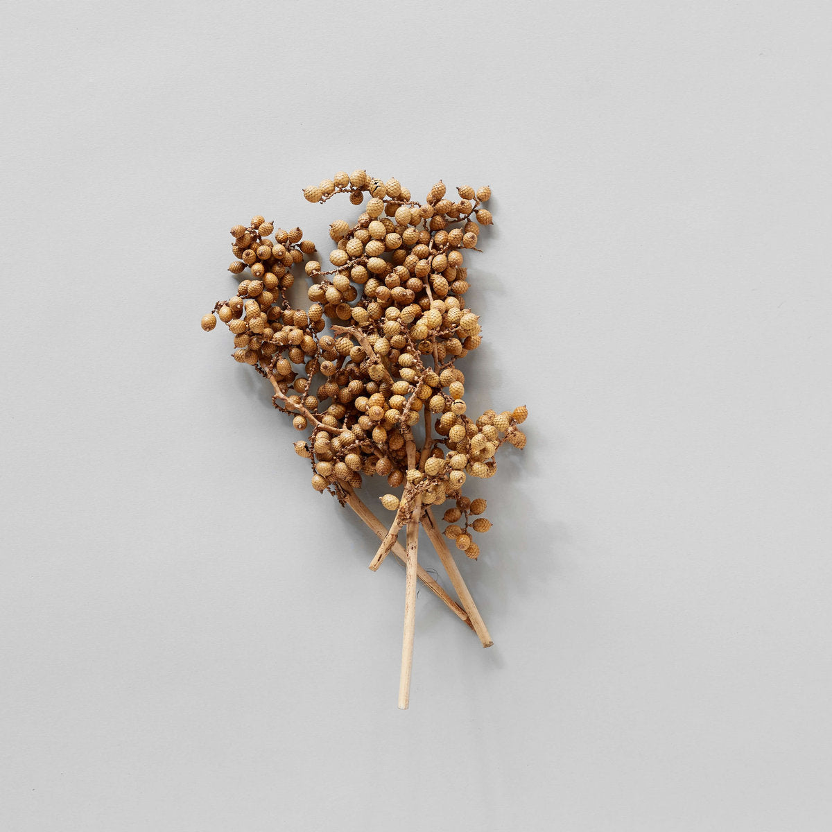 Dried Natural Canella - Bloomist