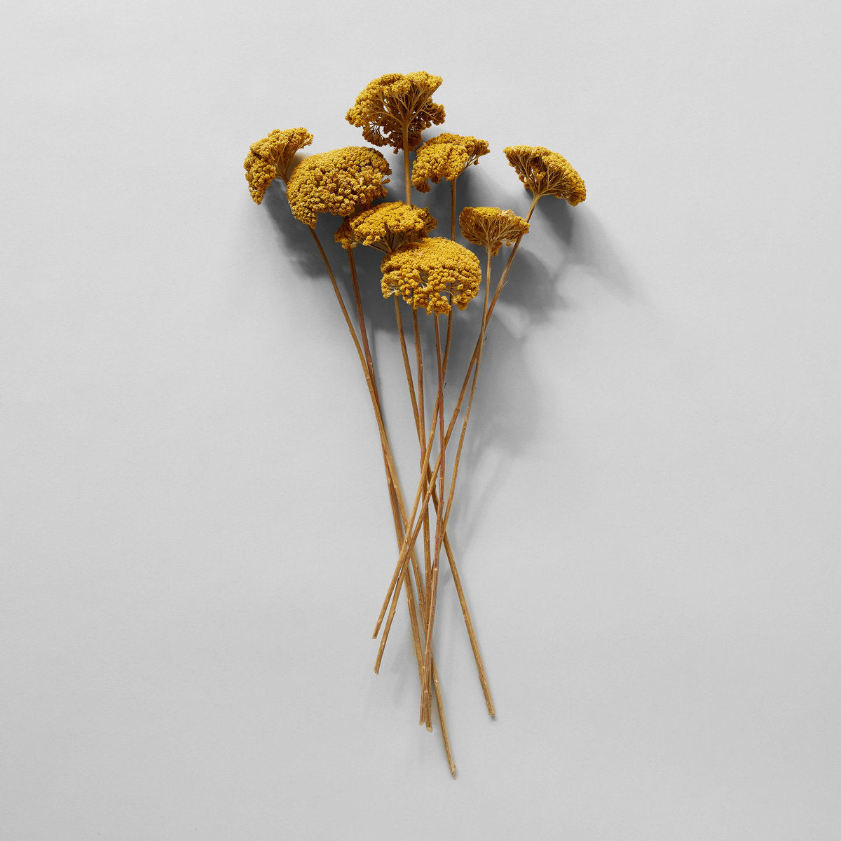 Dried Yarrow