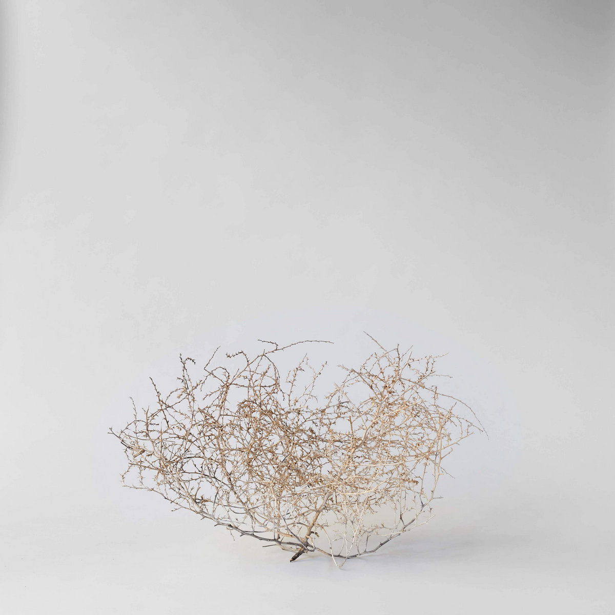 Dried Tumbleweed