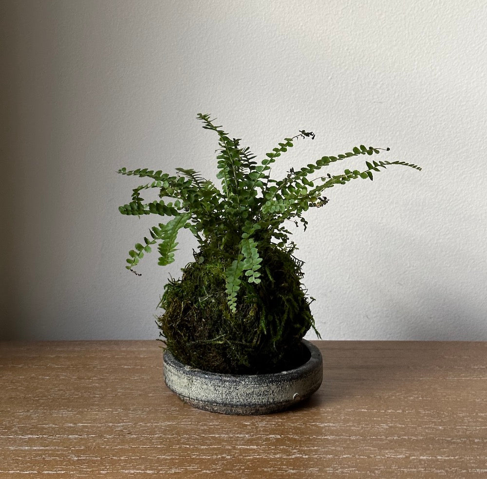 Lemon Button Fern Kokedama