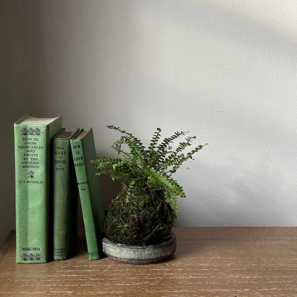 Lemon Button Fern Kokedama - Bloomist