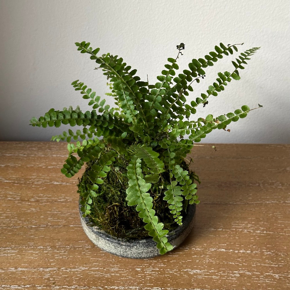 Lemon Button Fern Kokedama - Bloomist