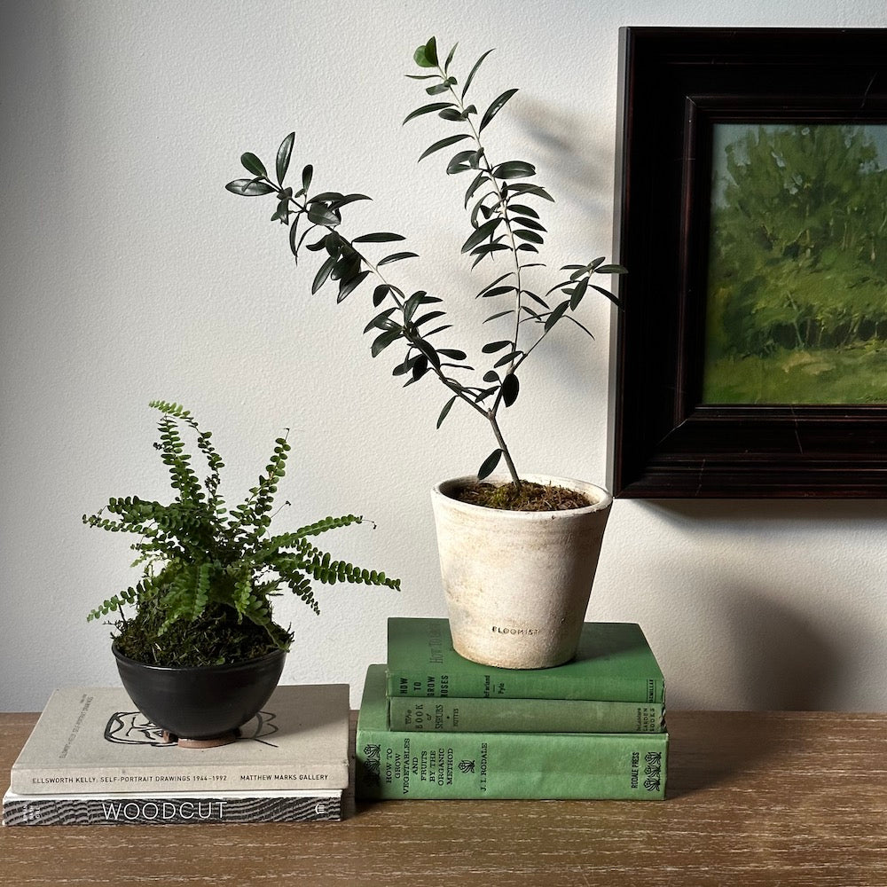 Lemon Button Fern Kokedama - Bloomist