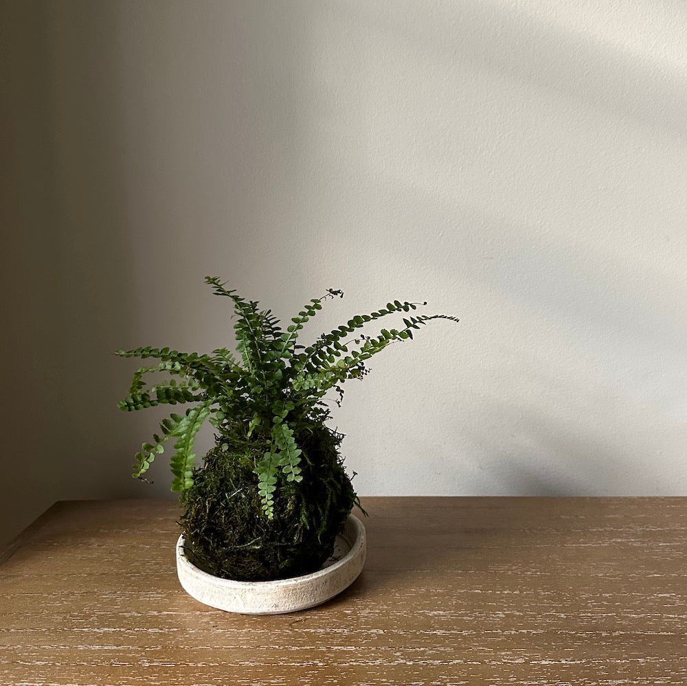 Lemon Button Fern Kokedama - Bloomist