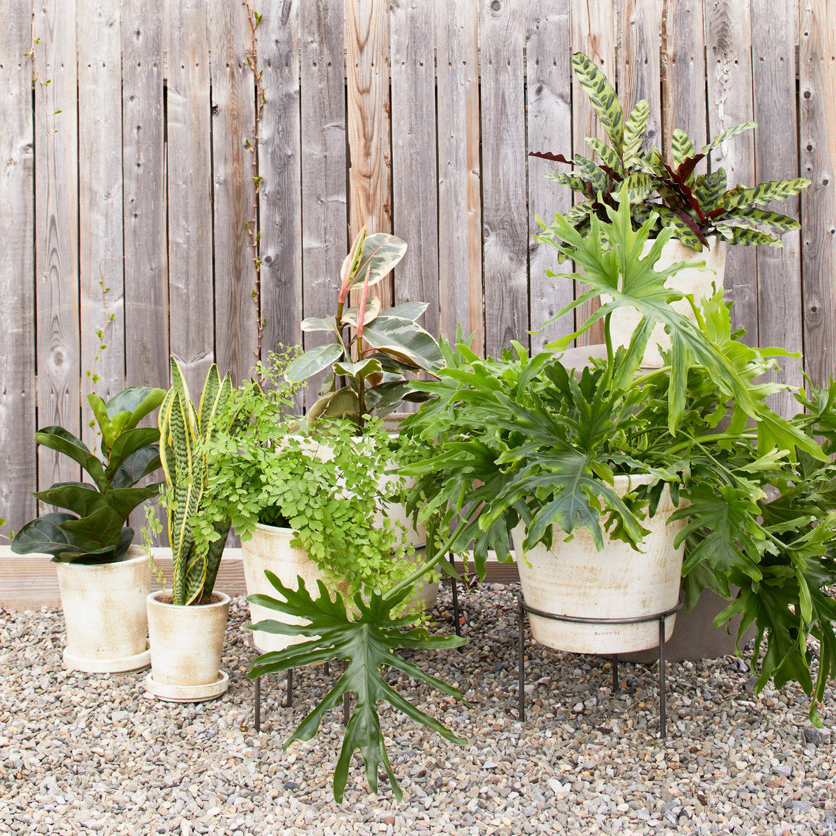 white plant pots outdoor Terra Cotta Basic Planter, White Patina X-Large / With Tray