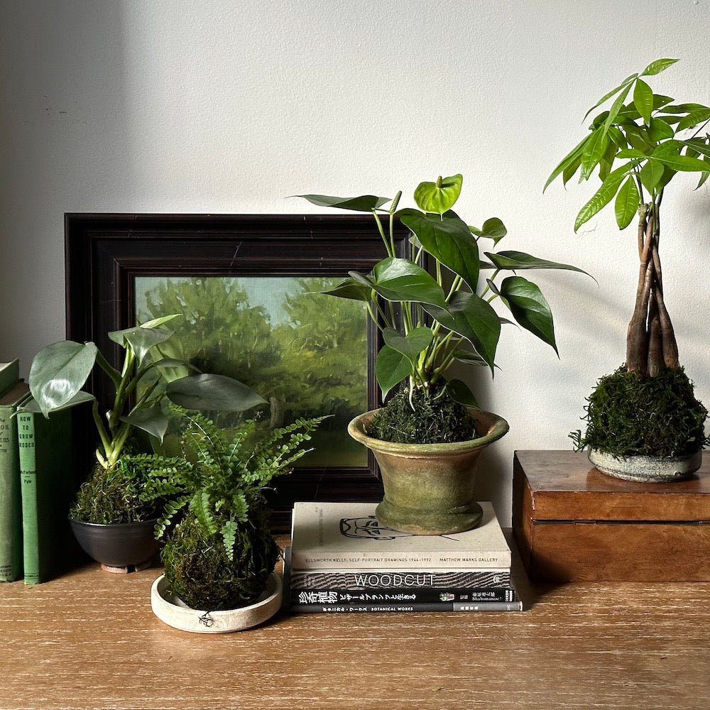 White Anthurium Kokedama - Bloomist