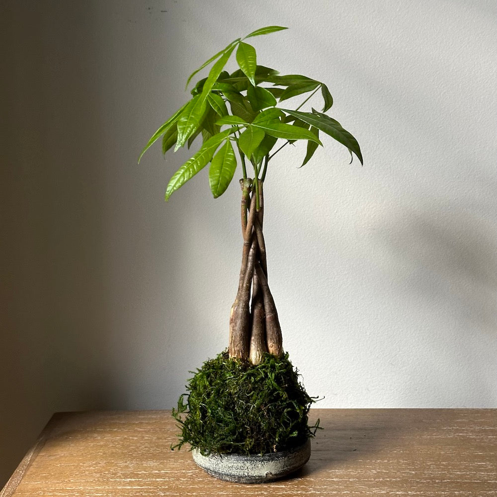 Braided Money Tree Kokedama