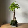 Braided Money Tree  Kokedama - Bloomist