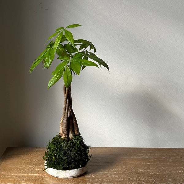 bonsai braided money tree Braided Money Tree Kokedama