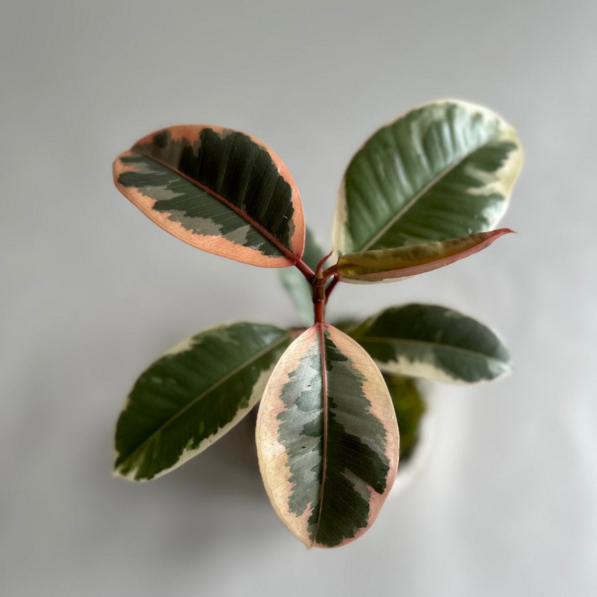 rare rubber tree Rubber Tree Tineke, Potted