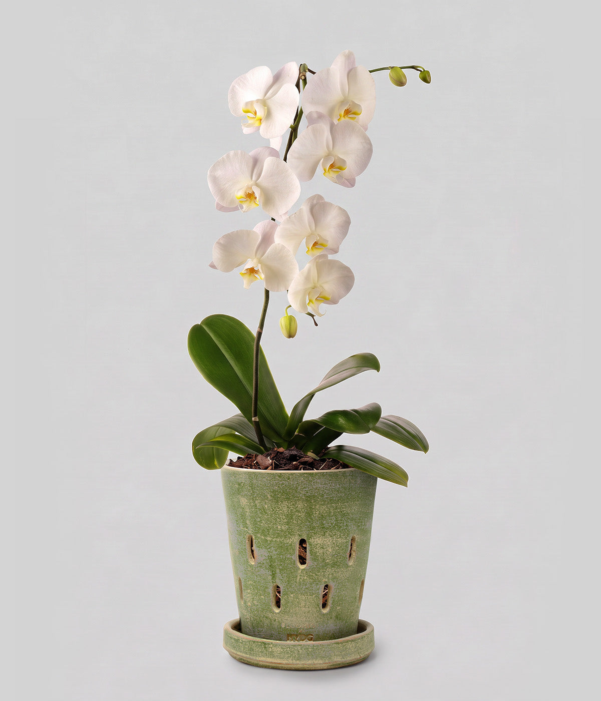 Bloomist x NYBG Garden Sage terracotta orchid pot with tray holding a white flowering orchid against a neutral background