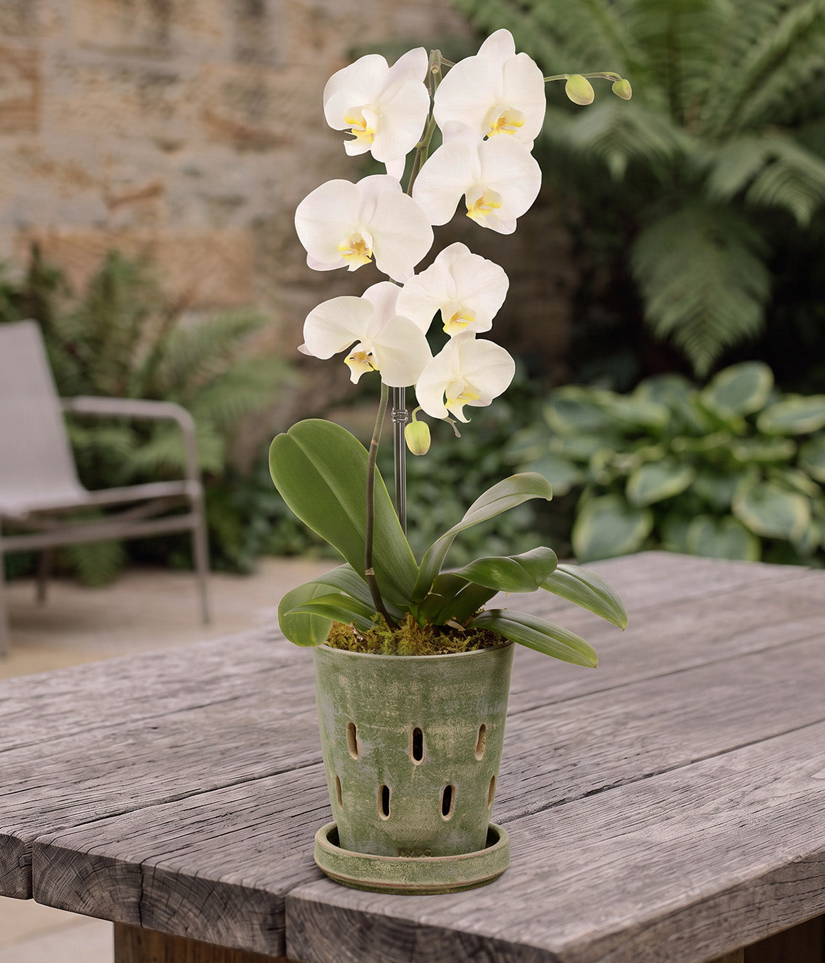 Garden Sage terracotta orchid pot with tray holding a white flowering orchid on an outdoor wooden table