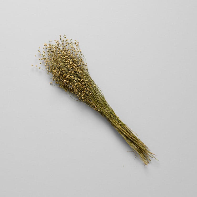 Dried Flax - Bloomist